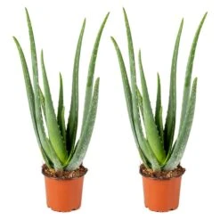 2x Aloe Vera Barbadensis - Vetplant - ⌀12 Cm - ↕35-40 Cm