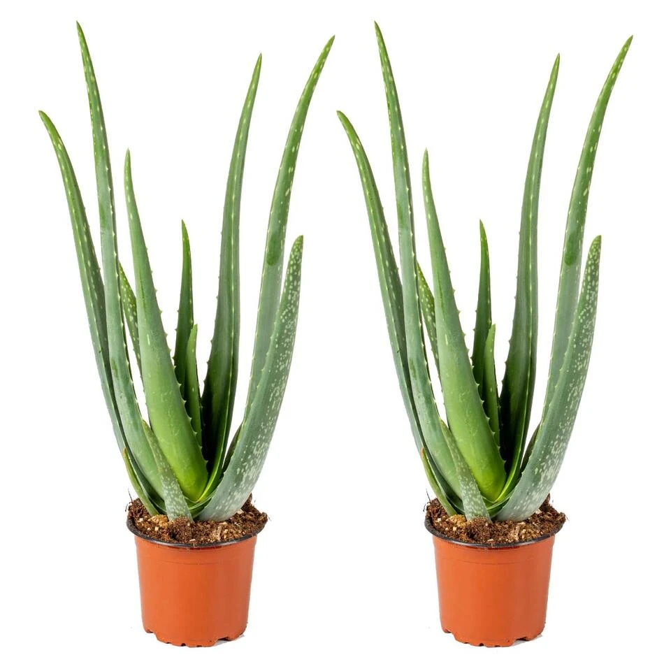 2x Aloe Vera Barbadensis - Vetplant - ⌀12 Cm - ↕35-40 Cm 3 2x Aloe Vera Barbadensis - Vetplant - ⌀12 Cm - ↕35-40 Cm