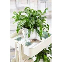 Javavaren - Microsorum Hangpot P17H20 -Bekend Tuinmeubelen Winkel 1216681932 0101