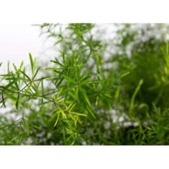 Asparagus 'Sprengeri' - Asgeplant In Hangpot - Pot 17 Cm -Hoogte 20 Cm 9 Asparagus 'Sprengeri' - Asgeplant In Hangpot - Pot 17 Cm -Hoogte 20 Cm -Bekend Tuinmeubelen Winkel 1223122245 0103
