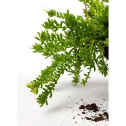 Koraalcactus In Hangpot -Bekend Tuinmeubelen Winkel 1224847398 0102