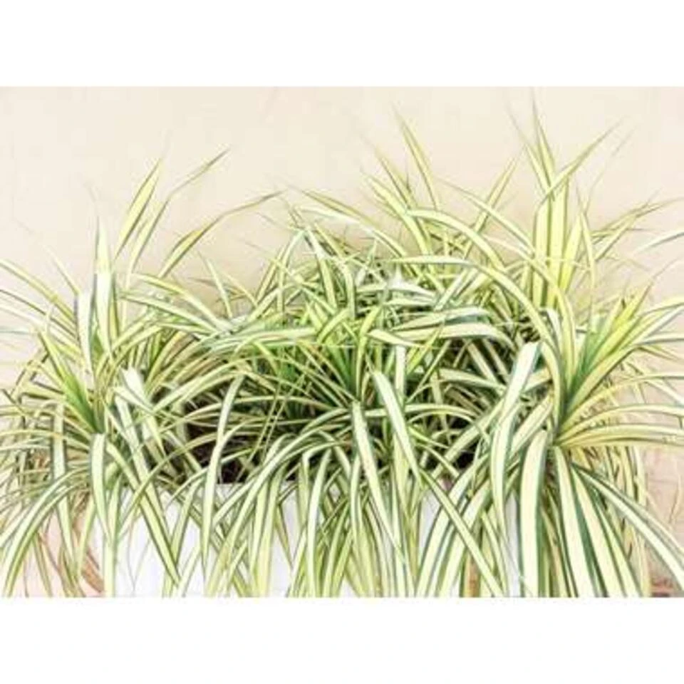 Graslelie - Chlorophytum 'Variegatum' 3x Pot 12 Cm - Hoogte 25 Cm 4 Graslelie - Chlorophytum 'Variegatum' 3x Pot 12 Cm - Hoogte 25 Cm - Afbeelding 2