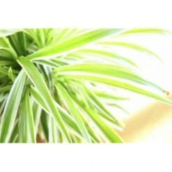 Graslelie - Chlorophytum 'Variegatum' 3x Pot 12 Cm - Hoogte 25 Cm 8 Graslelie - Chlorophytum 'Variegatum' 3x Pot 12 Cm - Hoogte 25 Cm -Bekend Tuinmeubelen Winkel 1248674338 0102