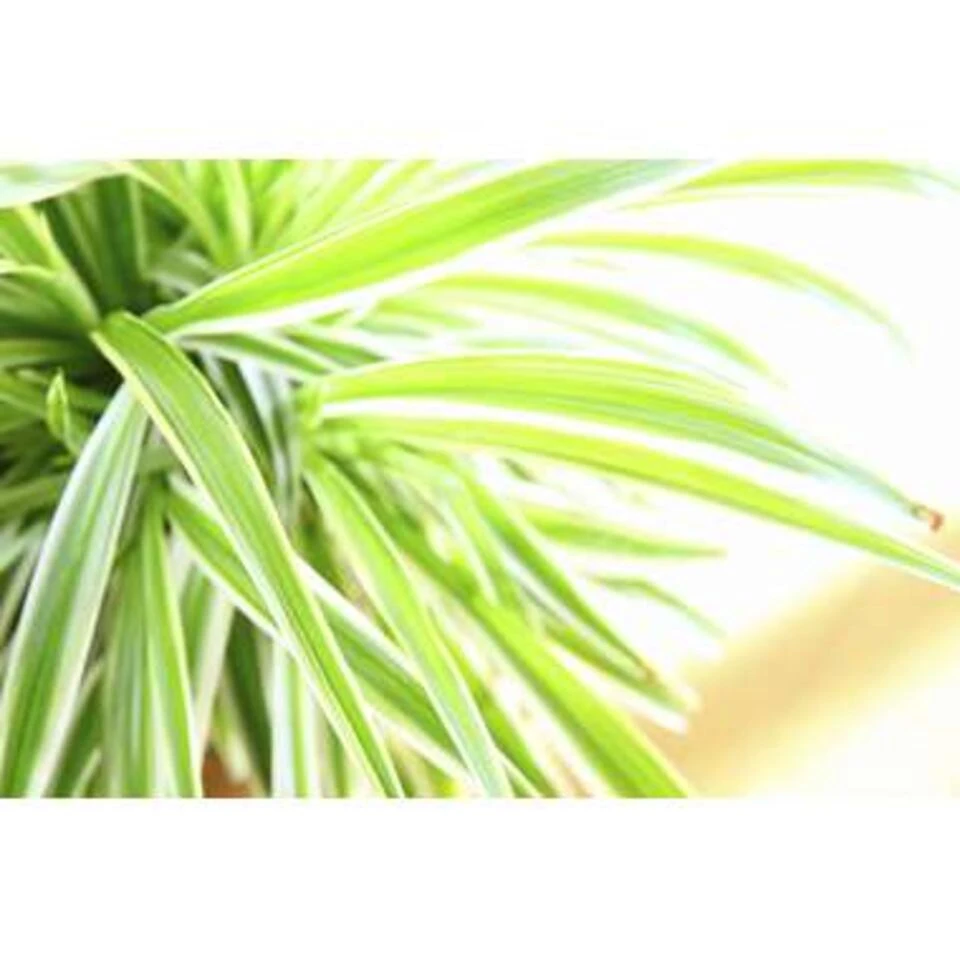 Graslelie - Chlorophytum 'Variegatum' 3x Pot 12 Cm - Hoogte 25 Cm 5 Graslelie - Chlorophytum 'Variegatum' 3x Pot 12 Cm - Hoogte 25 Cm - Afbeelding 3