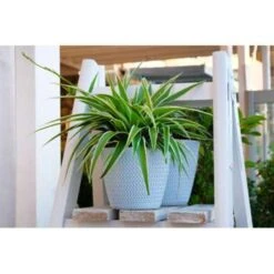 Graslelie - Chlorophytum 'Variegatum' 3x Pot 12 Cm - Hoogte 25 Cm 9 Graslelie - Chlorophytum 'Variegatum' 3x Pot 12 Cm - Hoogte 25 Cm -Bekend Tuinmeubelen Winkel 1248674338 0103