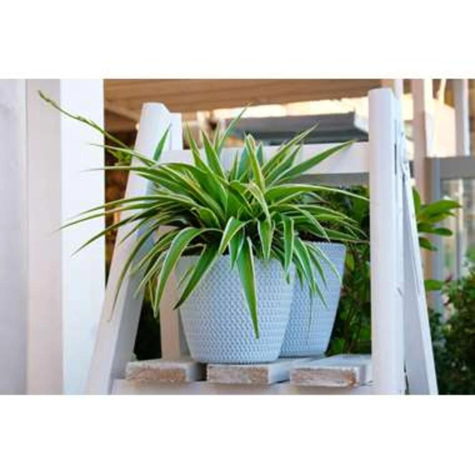 Graslelie - Chlorophytum 'Variegatum' 3x Pot 12 Cm - Hoogte 25 Cm 6 Graslelie - Chlorophytum 'Variegatum' 3x Pot 12 Cm - Hoogte 25 Cm - Afbeelding 4