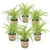 6x Chlorophytum Variegatum P12H25 1 6x Chlorophytum Variegatum P12H25 -Bekend Tuinmeubelen Winkel 1268425387