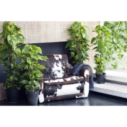 Scindapsus 'Aureum' In Hangpot 2x - Pot 17 Cm - ↕25 Cm 8 Scindapsus 'Aureum' In Hangpot 2x - Pot 17 Cm - ↕25 Cm -Bekend Tuinmeubelen Winkel 1268522459 0102