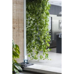 Scindapsus 'Aureum' In Hangpot 2x - Pot 17 Cm - ↕25 Cm 9 Scindapsus 'Aureum' In Hangpot 2x - Pot 17 Cm - ↕25 Cm -Bekend Tuinmeubelen Winkel 1268522459 0103