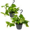 Scindapsus 'Aureum' In Hangpot 2x - Pot 17 Cm - ↕25 Cm -Bekend Tuinmeubelen Winkel 1268522459