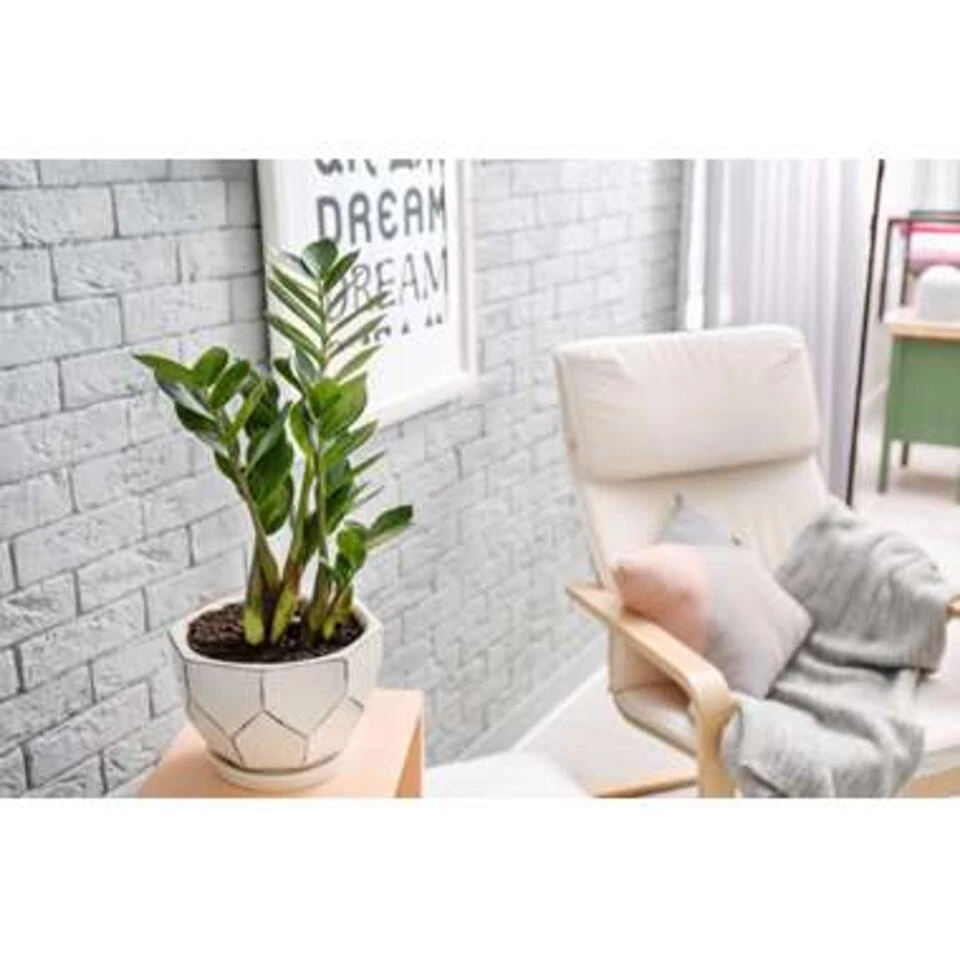 Zamioculcas P17H60 4 Zamioculcas P17H60 - Afbeelding 2