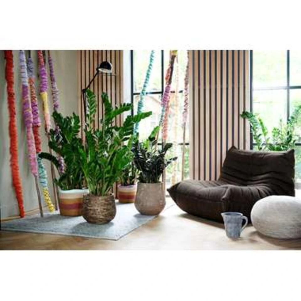 Zamioculcas P17H60 5 Zamioculcas P17H60 - Afbeelding 3