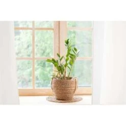 Zamioculcas P17H60 9 Zamioculcas P17H60 -Bekend Tuinmeubelen Winkel 1340152397 0103