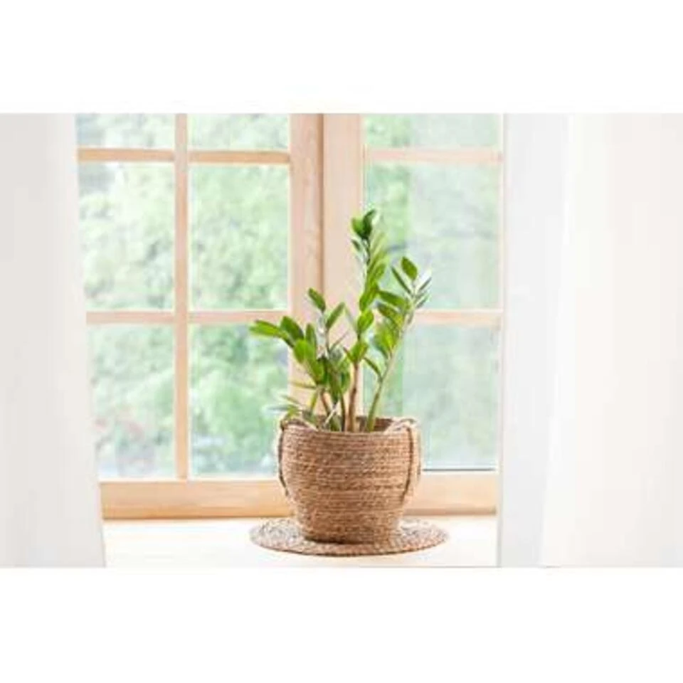Zamioculcas P17H60 6 Zamioculcas P17H60 - Afbeelding 4