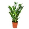 Zamioculcas P17H60 -Bekend Tuinmeubelen Winkel 1340152397
