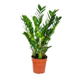 Zamioculcas P17H60