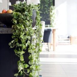 Scindapsus 'N-Joy' In Hangpot 2x -Pot 17 - ↕20 Cm -Bekend Tuinmeubelen Winkel 1361698441 0103