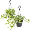 Scindapsus 'N-Joy' In Hangpot 2x -Pot 17 - ↕20 Cm -Bekend Tuinmeubelen Winkel 1361698441