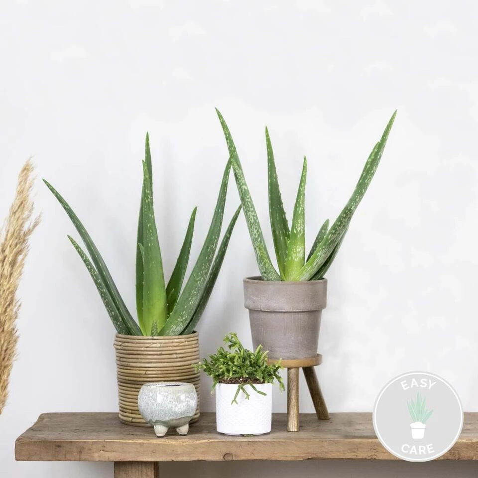 2x Aloe Vera Barbadensis - Vetplant - ⌀10,5 Cm - ↕30-35 Cm 4 2x Aloe Vera Barbadensis - Vetplant - ⌀10,5 Cm - ↕30-35 Cm - Afbeelding 2