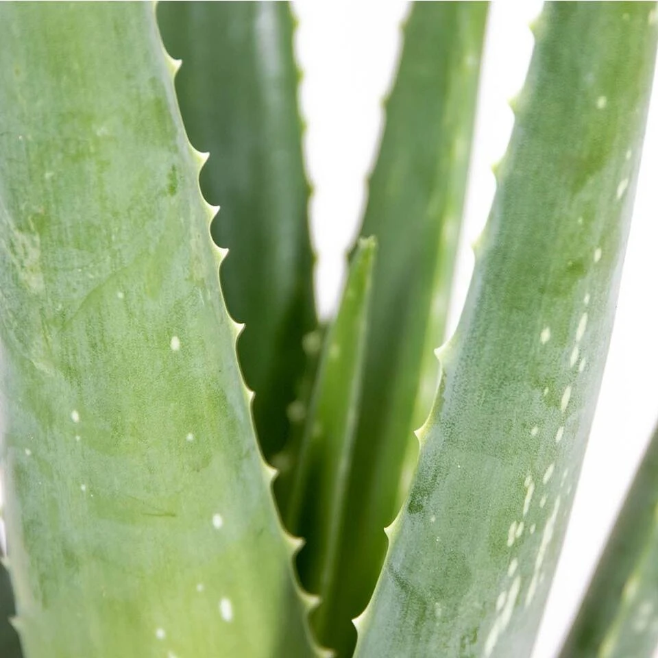 2x Aloe Vera Barbadensis - Vetplant - ⌀10,5 Cm - ↕30-35 Cm 5 2x Aloe Vera Barbadensis - Vetplant - ⌀10,5 Cm - ↕30-35 Cm - Afbeelding 3