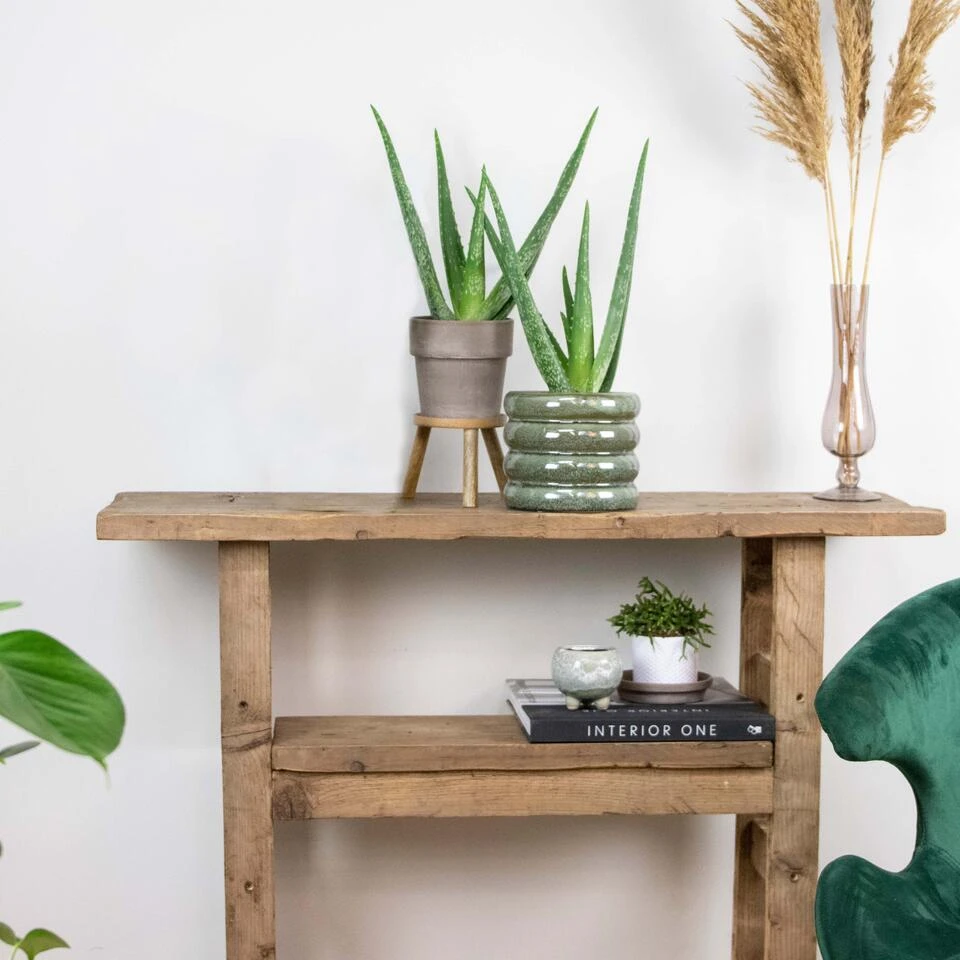 2x Aloe Vera Barbadensis - Vetplant - ⌀10,5 Cm - ↕30-35 Cm 6 2x Aloe Vera Barbadensis - Vetplant - ⌀10,5 Cm - ↕30-35 Cm - Afbeelding 4