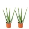 2x Aloe Vera Barbadensis - Vetplant - ⌀10,5 Cm - ↕30-35 Cm -Bekend Tuinmeubelen Winkel 1372455717