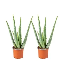 2x Aloe Vera Barbadensis - Vetplant - ⌀10,5 Cm - ↕30-35 Cm