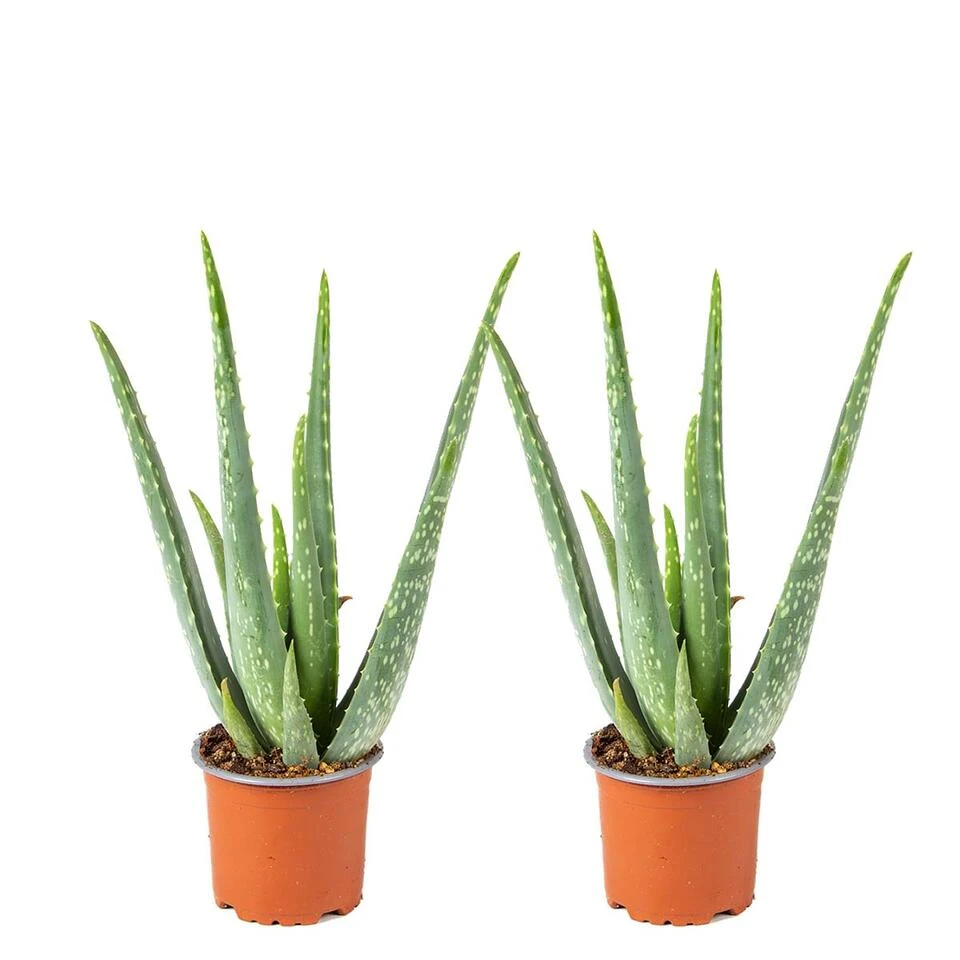 2x Aloe Vera Barbadensis - Vetplant - ⌀10,5 Cm - ↕30-35 Cm 3 2x Aloe Vera Barbadensis - Vetplant - ⌀10,5 Cm - ↕30-35 Cm