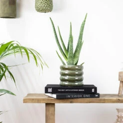 Aloë Vera – Vetplant & Succulent - ⌀12 Cm - ↕35-40 Cm -Bekend Tuinmeubelen Winkel 1410337721 0103