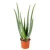 Aloë Vera – Vetplant & Succulent - ⌀12 Cm - ↕35-40 Cm -Bekend Tuinmeubelen Winkel 1410337721