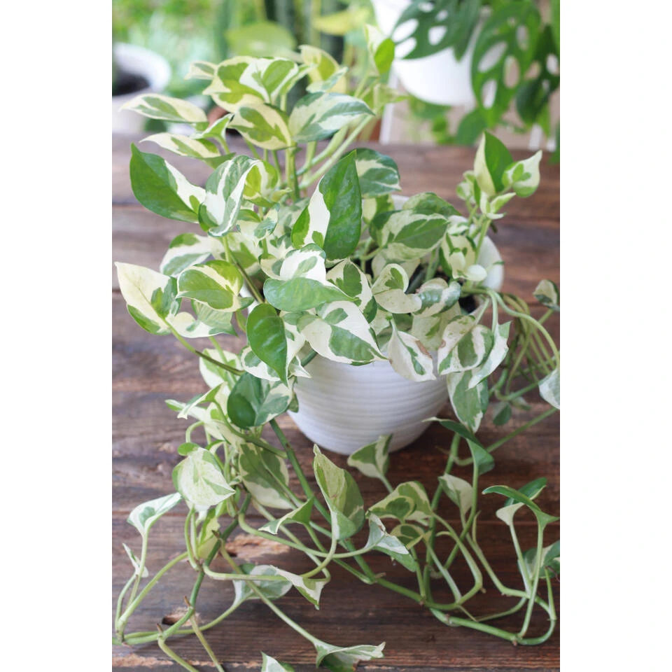 Scindapsus 'N-Joy' In Hangpot -Pot 17 Cm - ↕20 Cm 4 Scindapsus 'N-Joy' In Hangpot -Pot 17 Cm - ↕20 Cm - Afbeelding 2