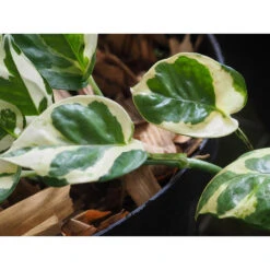 Scindapsus 'N-Joy' In Hangpot -Pot 17 Cm - ↕20 Cm 8 Scindapsus 'N-Joy' In Hangpot -Pot 17 Cm - ↕20 Cm -Bekend Tuinmeubelen Winkel 1422092902 0102