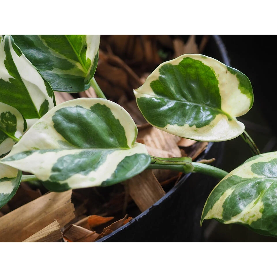 Scindapsus 'N-Joy' In Hangpot -Pot 17 Cm - ↕20 Cm 5 Scindapsus 'N-Joy' In Hangpot -Pot 17 Cm - ↕20 Cm - Afbeelding 3