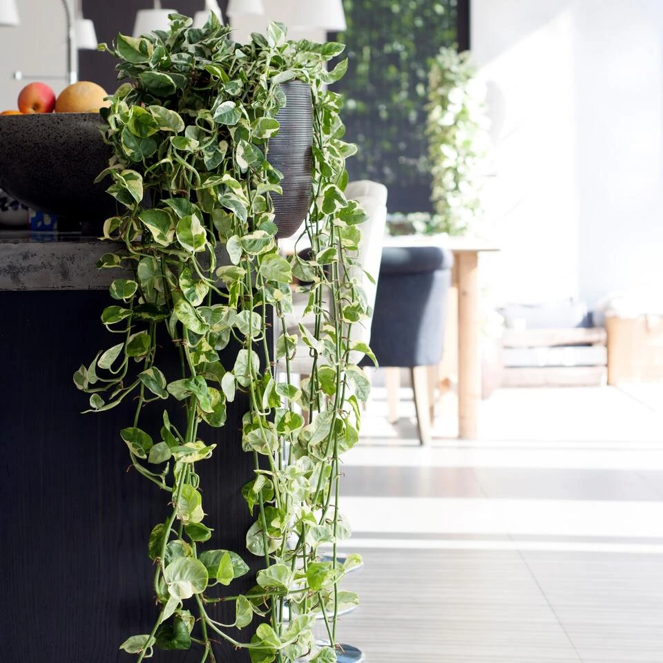 Scindapsus 'N-Joy' In Hangpot -Pot 17 Cm - ↕20 Cm 6 Scindapsus 'N-Joy' In Hangpot -Pot 17 Cm - ↕20 Cm - Afbeelding 4