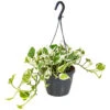 Scindapsus 'N-Joy' In Hangpot -Pot 17 Cm - ↕20 Cm -Bekend Tuinmeubelen Winkel 1422092902