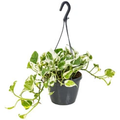 Scindapsus 'N-Joy' In Hangpot -Pot 17 Cm - ↕20 Cm