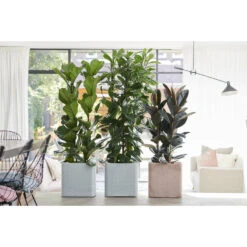 Rubberboom - Ficus 'Robusta' - Pot 12 Cm - ↕35 Cm 7 Rubberboom - Ficus 'Robusta' - Pot 12 Cm - ↕35 Cm -Bekend Tuinmeubelen Winkel 1435235259 0101