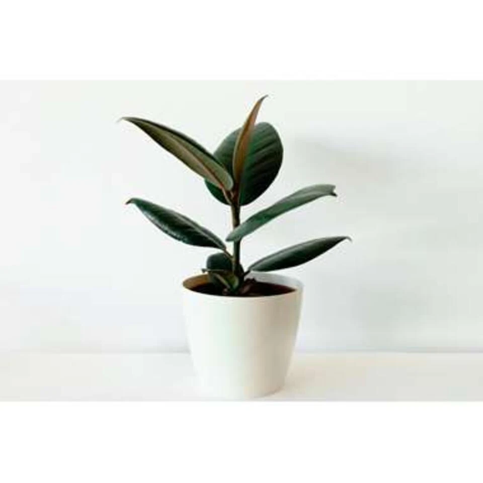 Rubberboom - Ficus 'Robusta' - Pot 12 Cm - ↕35 Cm 6 Rubberboom - Ficus 'Robusta' - Pot 12 Cm - ↕35 Cm - Afbeelding 4