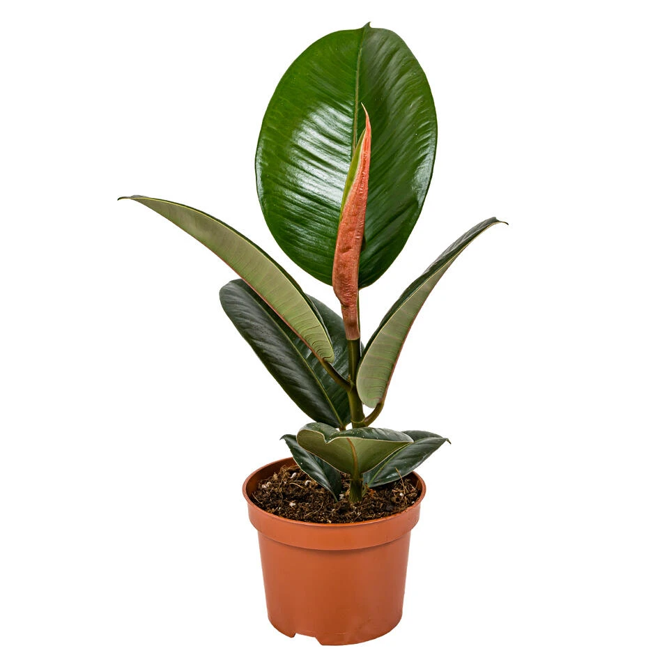 Rubberboom - Ficus 'Robusta' - Pot 12 Cm - ↕35 Cm 3 Rubberboom - Ficus 'Robusta' - Pot 12 Cm - ↕35 Cm