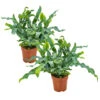 Blauwvaren - Phlebodium 2x - Luchtzuiverende Pot 12 Cm - ↕30 Cm -Bekend Tuinmeubelen Winkel 1445510971