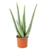 Aloë Vera – Vetplant & Succulent - ⌀10,5 Cm - ↕30-35 Cm -Bekend Tuinmeubelen Winkel 1514401670