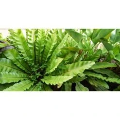 Asplenium Parvati – Krulvaren – Luchtzuiverend – ⌀17 Cm - ↕30-40 Cm -Bekend Tuinmeubelen Winkel 1532326377 0102
