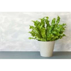 Asplenium Parvati – Krulvaren – Luchtzuiverend – ⌀17 Cm - ↕30-40 Cm -Bekend Tuinmeubelen Winkel 1532326377 0103