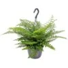 Asplenium Parvati – Krulvaren – Luchtzuiverend – ⌀17 Cm - ↕30-40 Cm -Bekend Tuinmeubelen Winkel 1532326377
