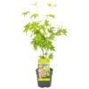 Acer Palmatum 'Going Green' – Japanse Esdoorn – ⌀10,5 Cm - ↕25-30 Cm -Bekend Tuinmeubelen Winkel 1556183999