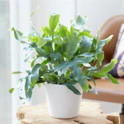 Blauwvaren In Hangpot - Phlebodium- Pot 18 Cm - ↕40-45 Cm -Bekend Tuinmeubelen Winkel 1583877077 0101