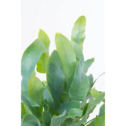 Blauwvaren In Hangpot - Phlebodium- Pot 18 Cm - ↕40-45 Cm -Bekend Tuinmeubelen Winkel 1583877077 0103