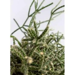 Rhipsalis 'Pilocarpa' -Koraalcactus In Hangpot - Pot 17 - Hoogte 20 Cm -Bekend Tuinmeubelen Winkel 1588465743 0102