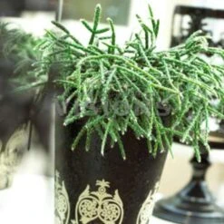 Rhipsalis 'Pilocarpa' -Koraalcactus In Hangpot - Pot 17 - Hoogte 20 Cm -Bekend Tuinmeubelen Winkel 1588465743 0103