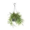 Rhipsalis 'Pilocarpa' -Koraalcactus In Hangpot - Pot 17 - Hoogte 20 Cm -Bekend Tuinmeubelen Winkel 1588465743